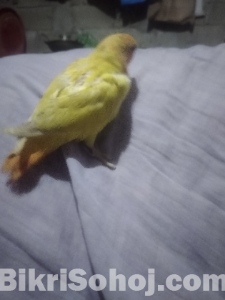 রেড হেড অপারলাইন এর বেবি